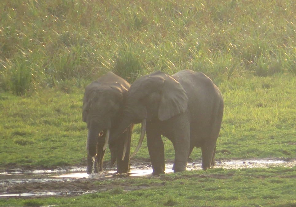 ロベケのジャングルで『マルミミゾウが観られる』ことが意味するのは？