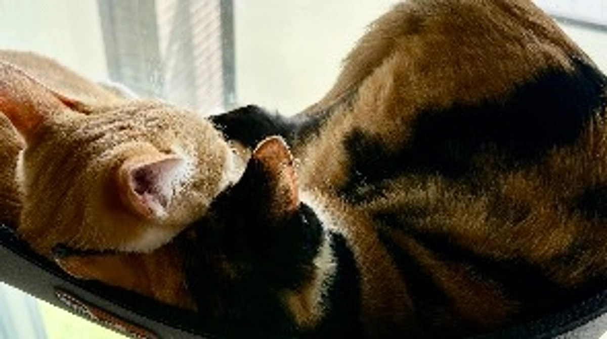 投薬49日目（プロジェクト開始9日目）