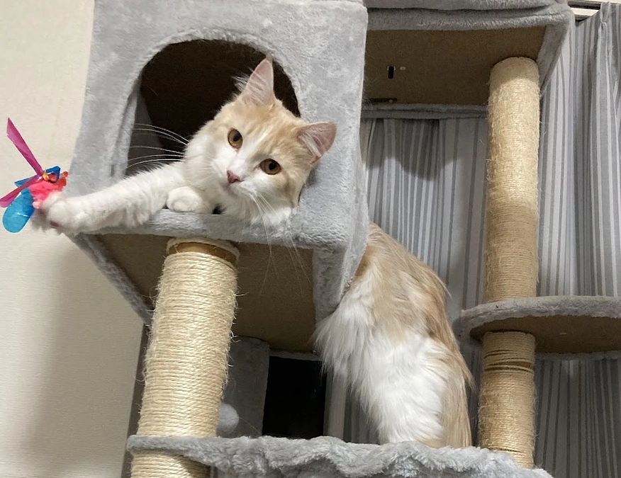 11/5ルイの様子（クラファン終了まで残り12日）