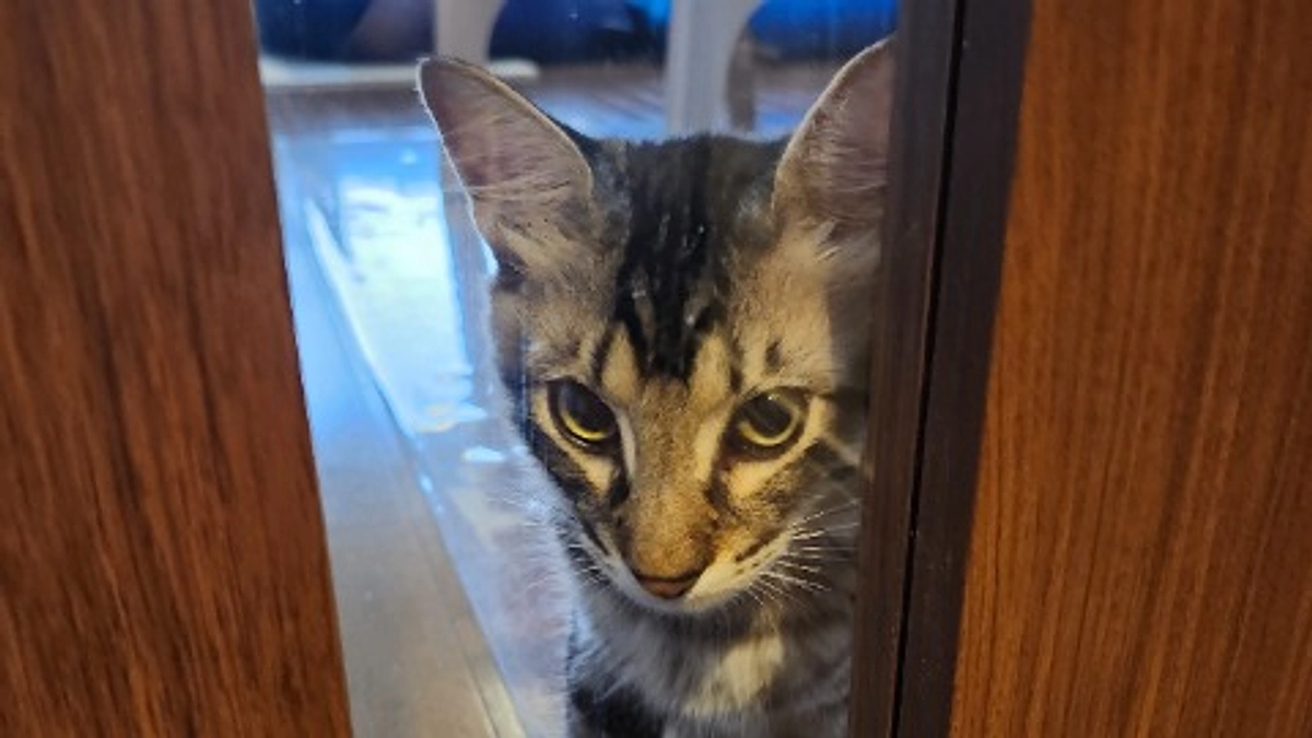 キジくん経過報告（12/3)