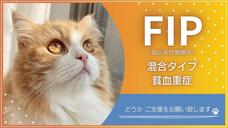 FIP(猫伝染性腹膜炎)のアランくんと、あと10年一緒に生きたい。
