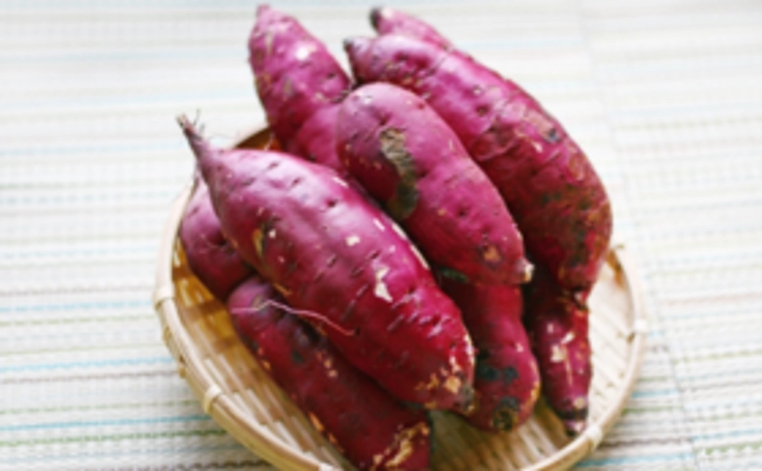 共同圃場収穫物の分配　サツマイモ