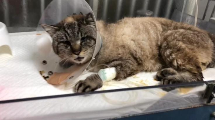 交通事故で足を粉砕骨折していた保護猫の手術費をご支援下さい！
