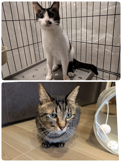 ［れもんちゃん］と［くりまんじゅう君］の口の治療