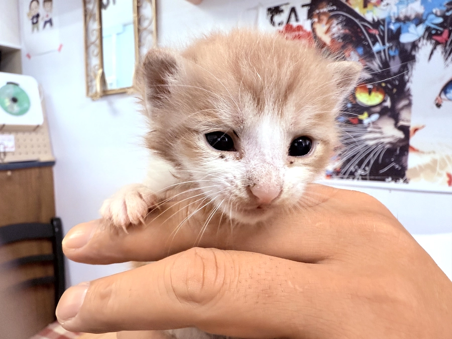 乳飲み子が来ました！