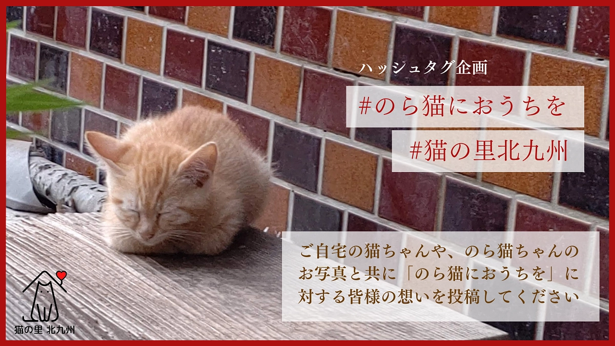 【後半戦突入緊急企画🔥】「#のら猫におうちを」ハッシュタグ企画を開催します！