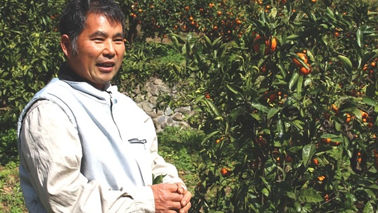 愛媛県で観光農園を開園するため、柑橘類の苗木オーナー募集！！