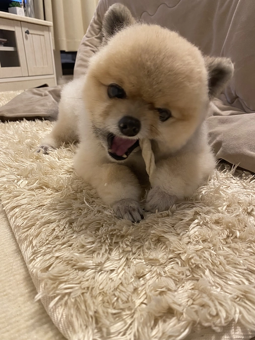 食べ方がカワウソ