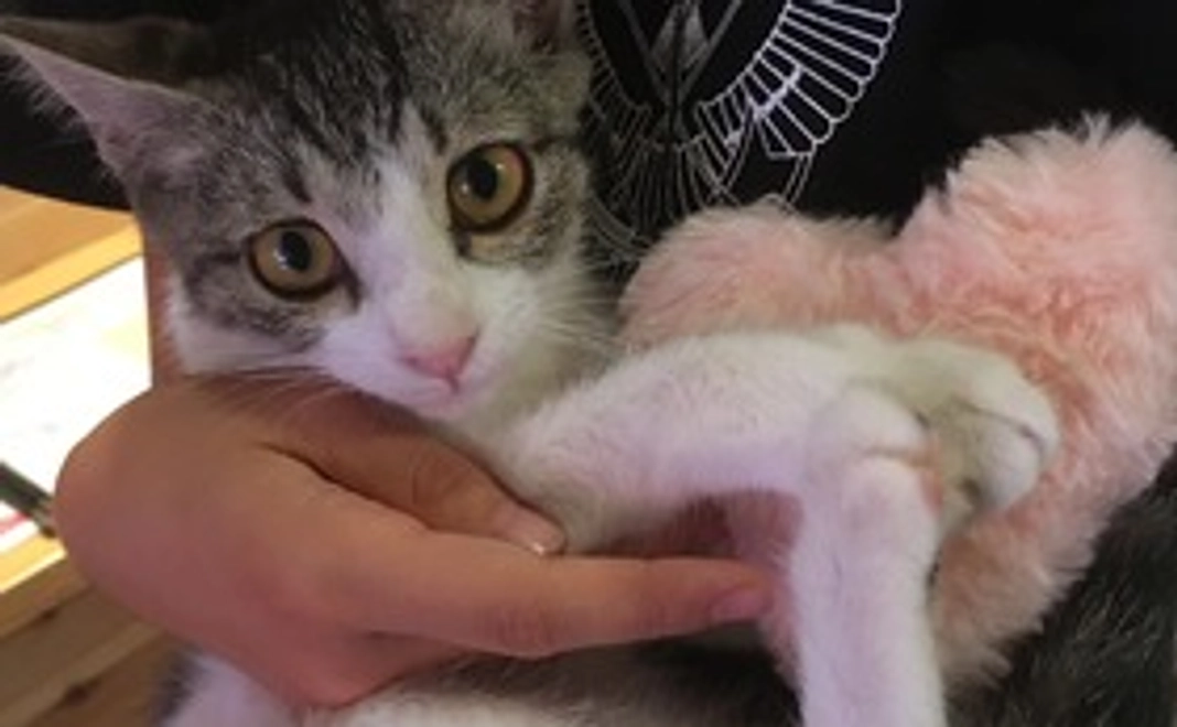 感謝のメール[3000]