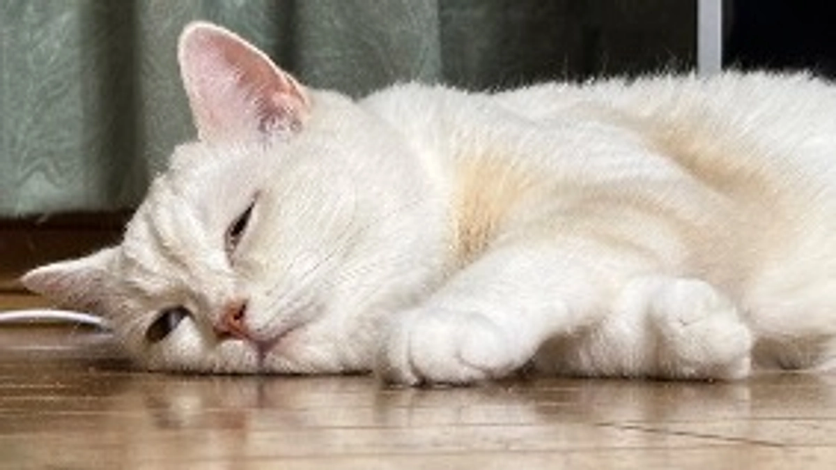 月に一度の血液検査と治療費について🐾