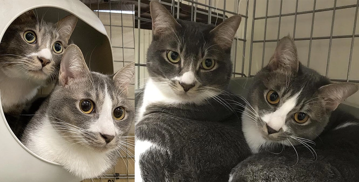 可愛いエビとビビ兄弟猫が優しい里親さんのもとに行きました！