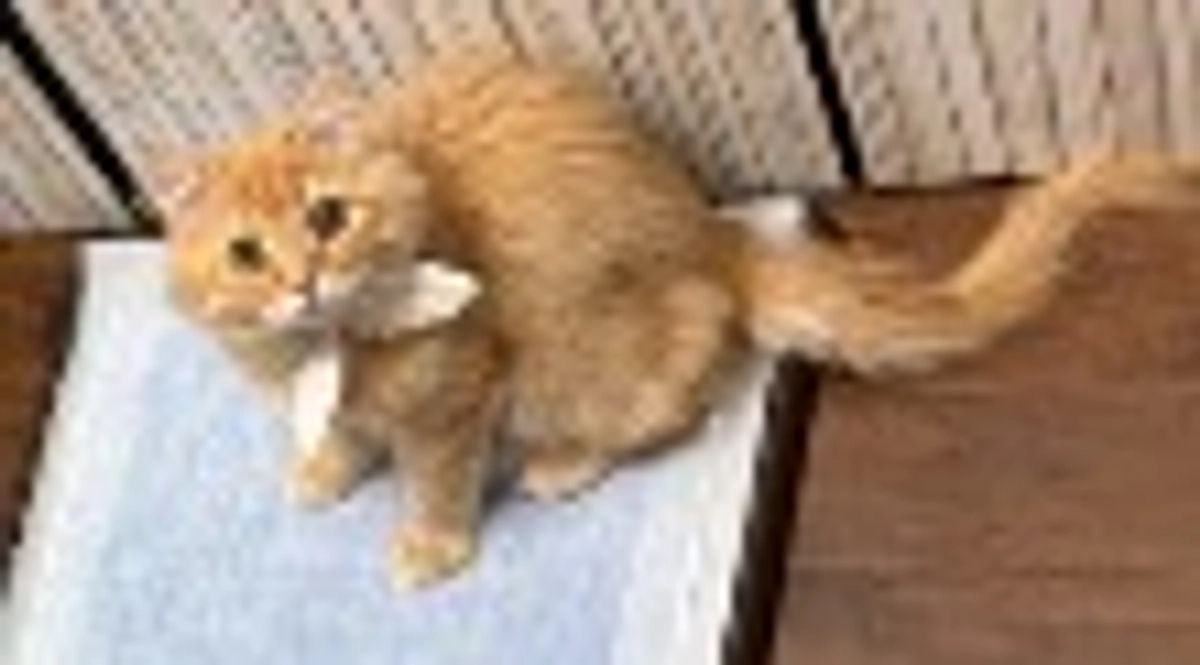 ありがとうございます