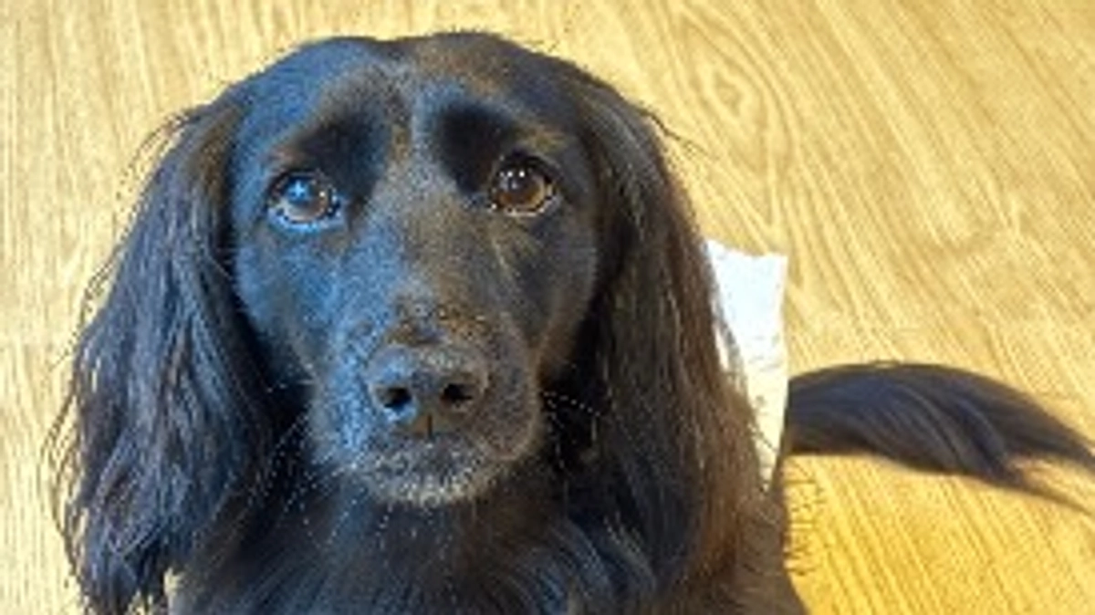 本日最終日　ありがとうございました