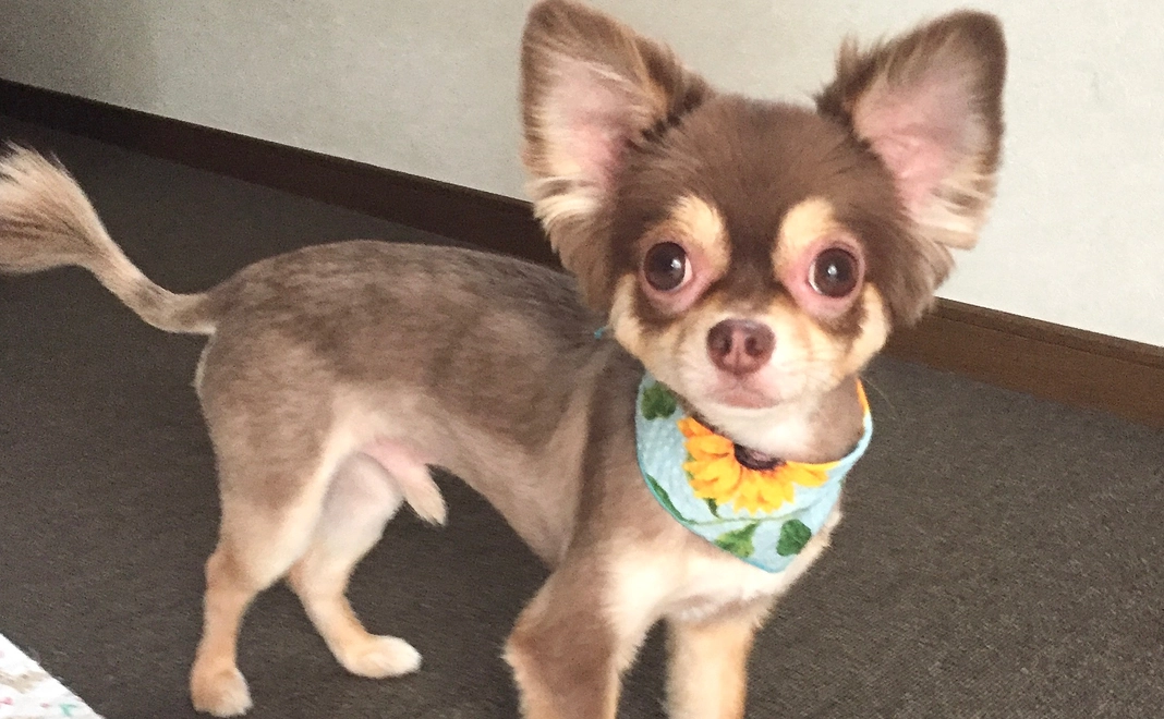 ミントへのご支援.1