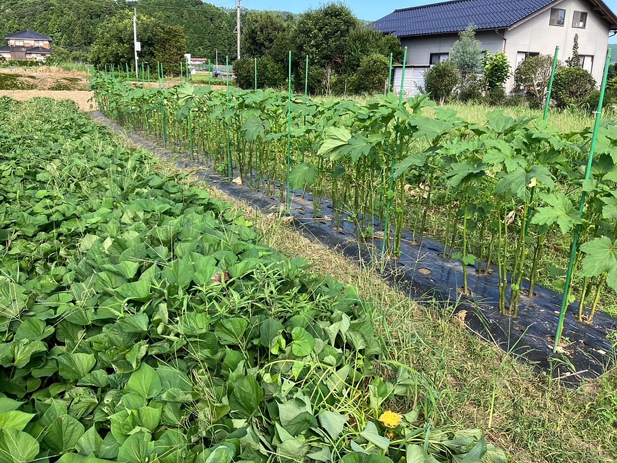 LuAna♬こはるる♪楽農ファームからのお知らせ😊