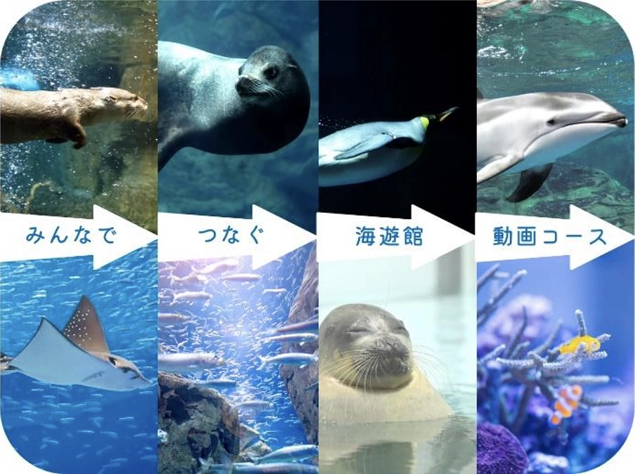 【あと10日！返礼品追加のお知らせ】「みんなでつなぐ 海遊館動画コース」のご紹介