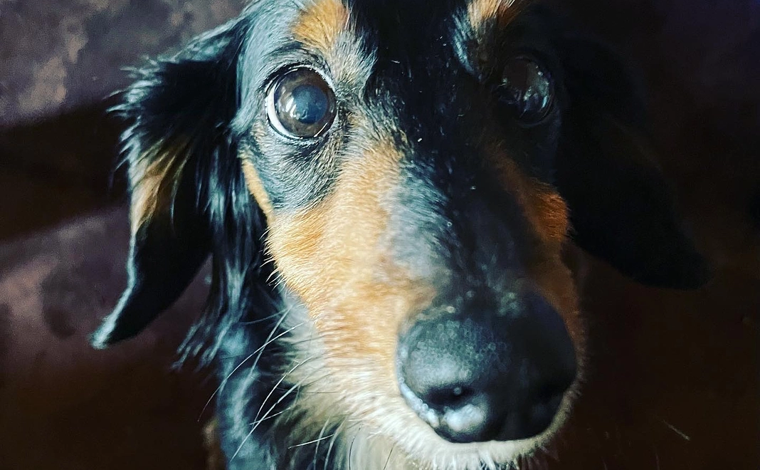 クゥからの感謝のメール1