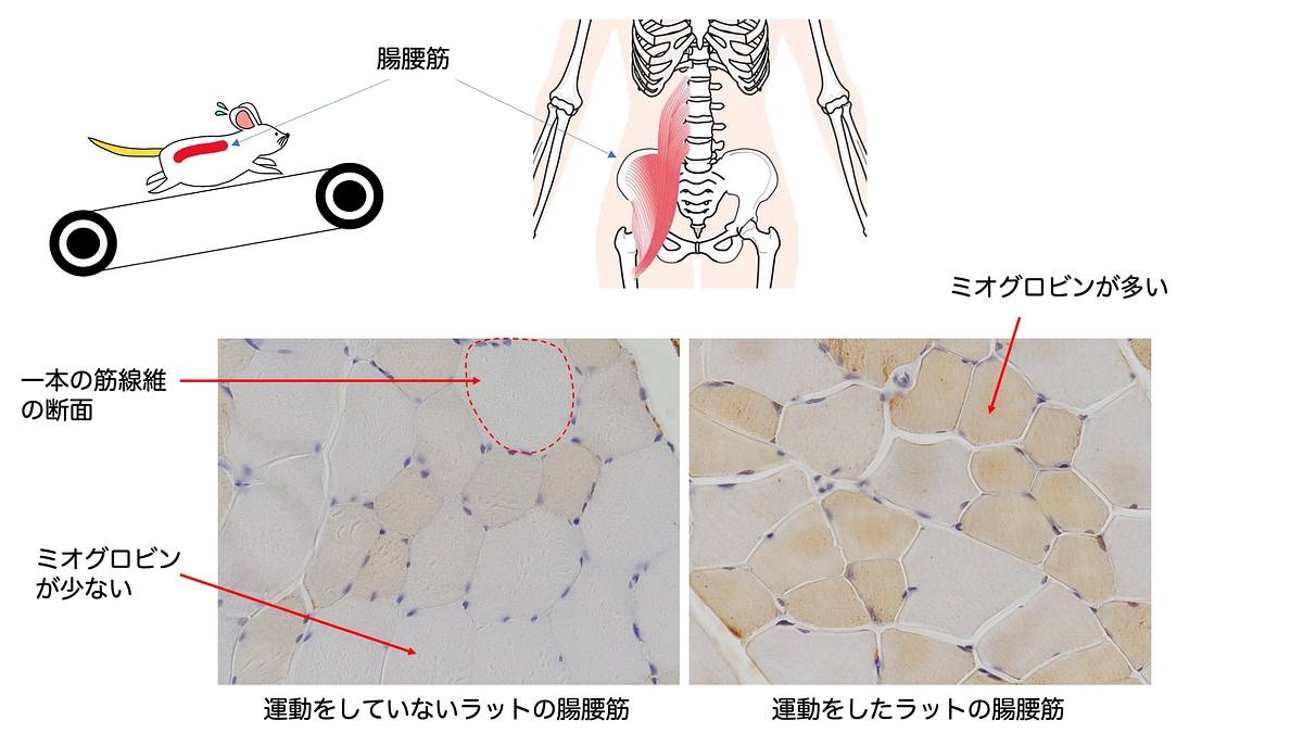 お待たせいたしました！