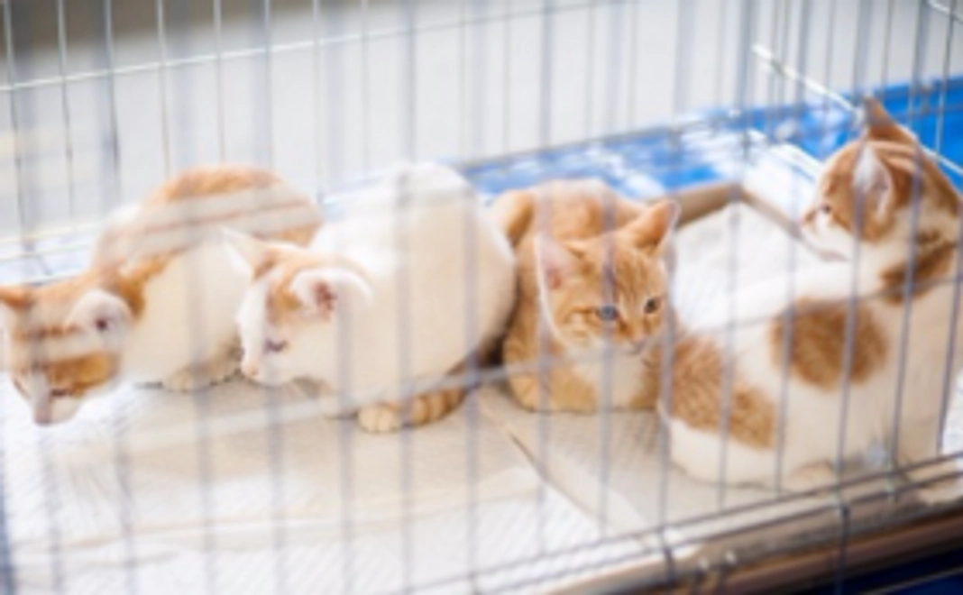 こちら肉球クラブ活動支援　3,000円