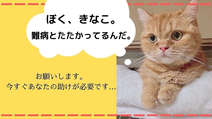 【FIP】お願いします。私たちを助けてください。
