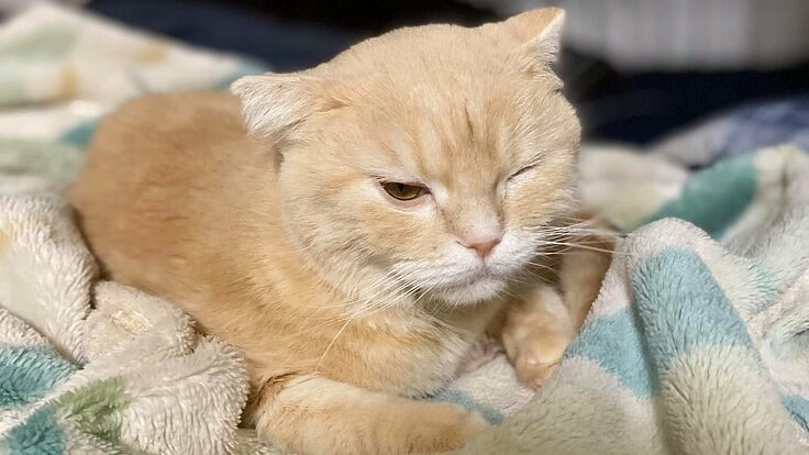 難病FIPと闘うこむぎを助けてください