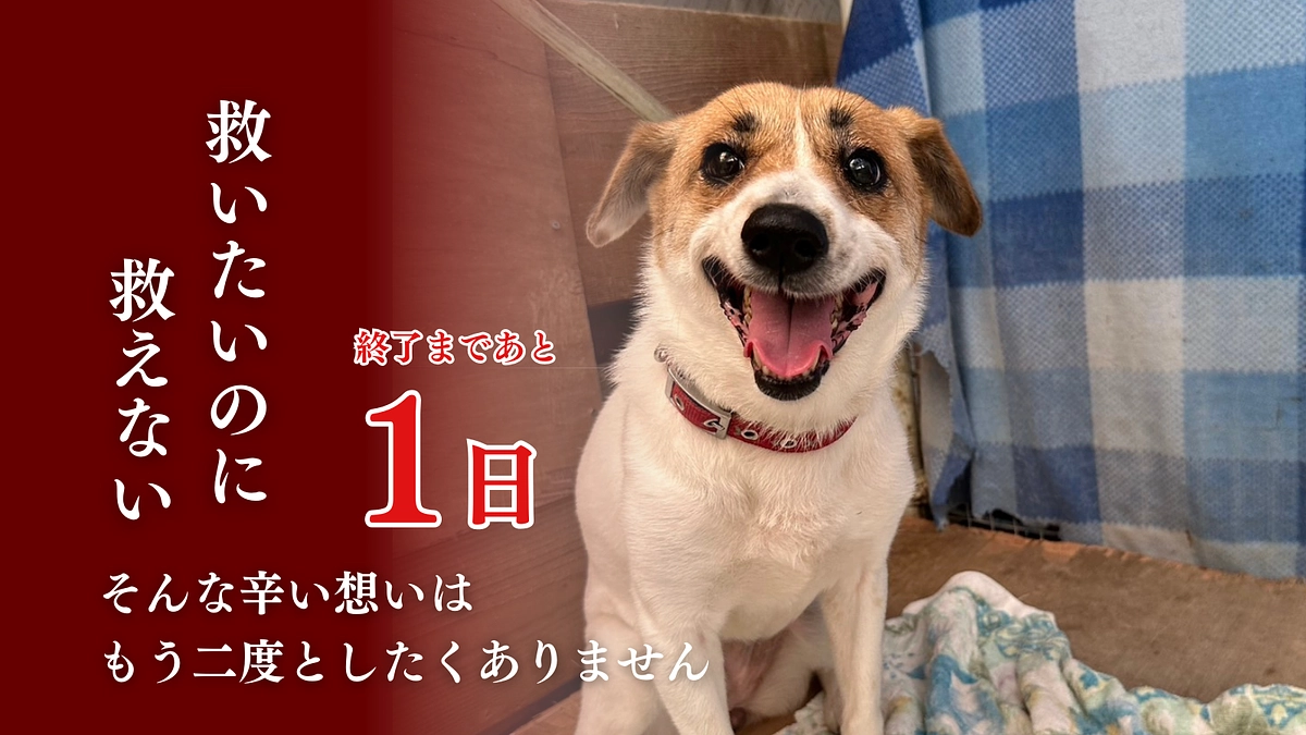 【残り1日】私たちはこれからも歩みを止めず、ひとつでも多くの命を助け続けます。
