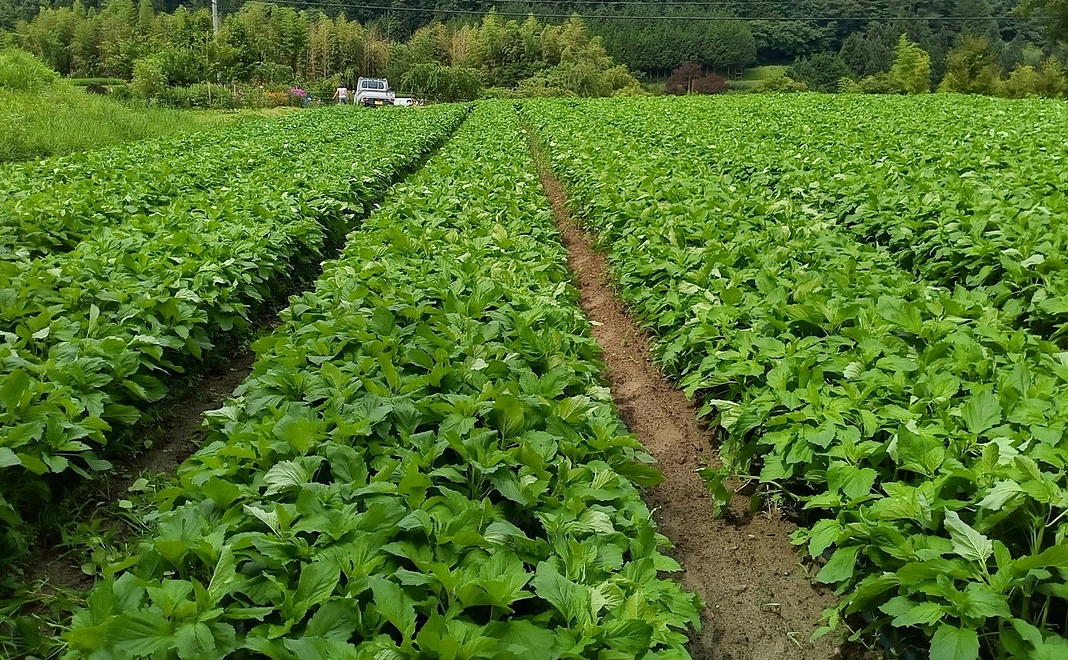 御礼【ごまの圃場見学&ソースカツ丼ランチコース 2~8名】