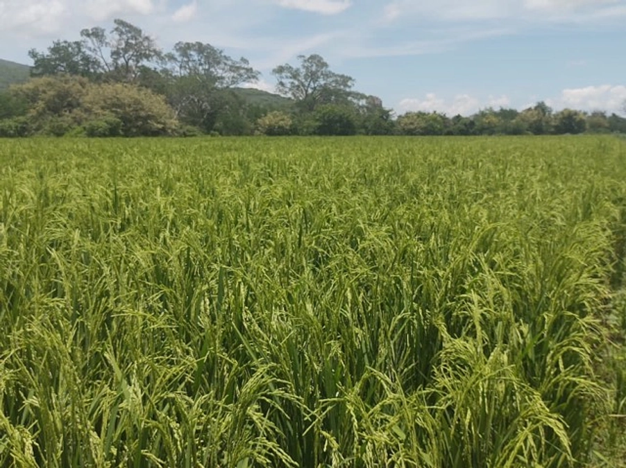 稲ワラの調達交渉始まりました！