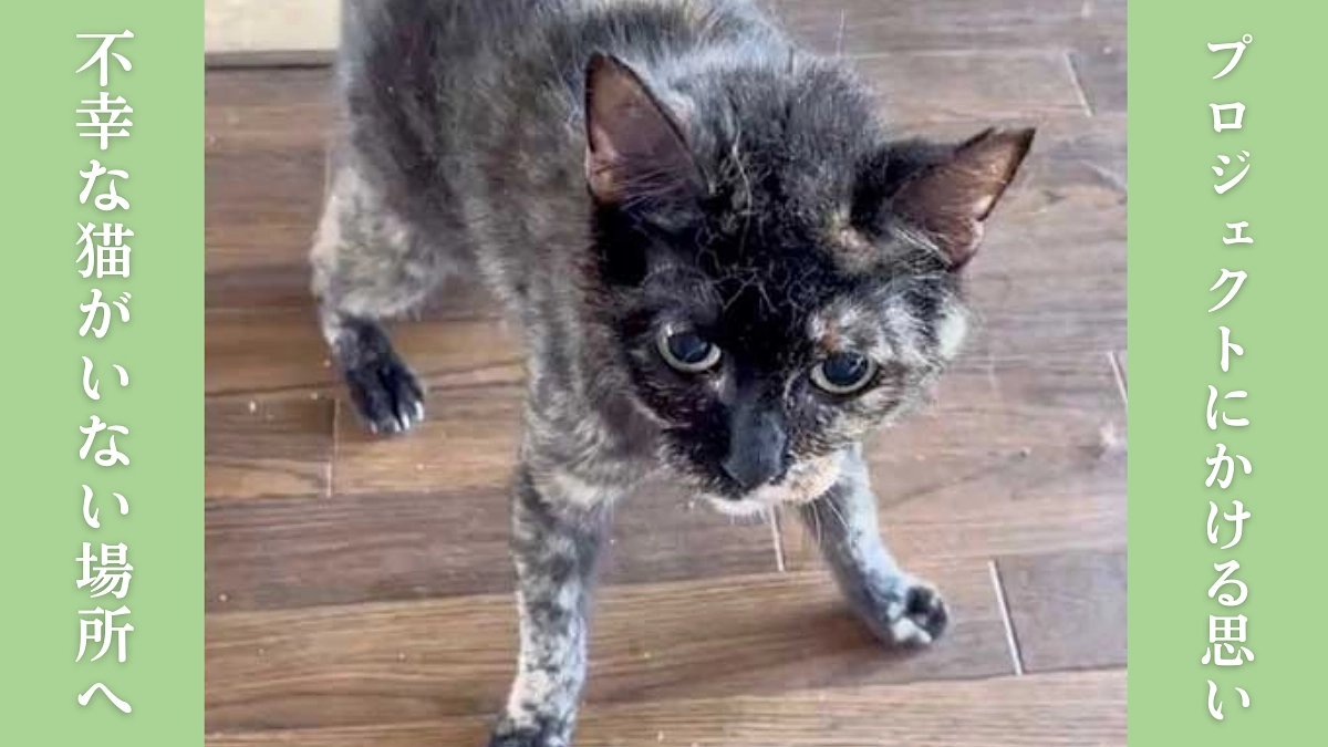 プロジェクトにかける思い｜笠松競馬場や周辺地域を野良猫がいない場所へ