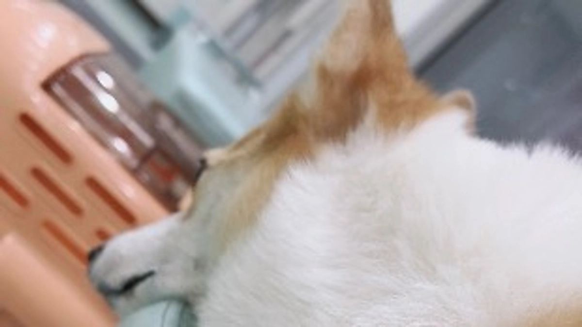 昨日は8回目の抗がん剤投与日でした！