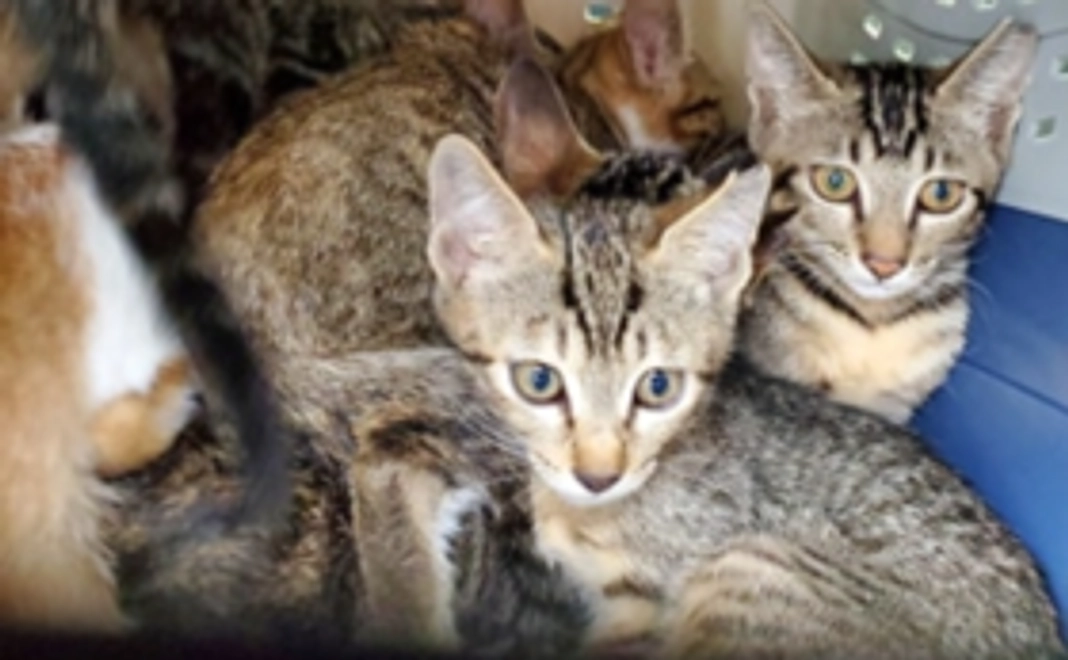 一匹の野良猫さんの不妊手術費用になります