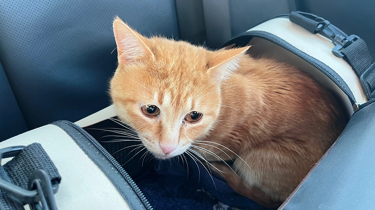 炎症性腸疾患を発症の３歳になったばかりのトラちゃんをご支援下さい！