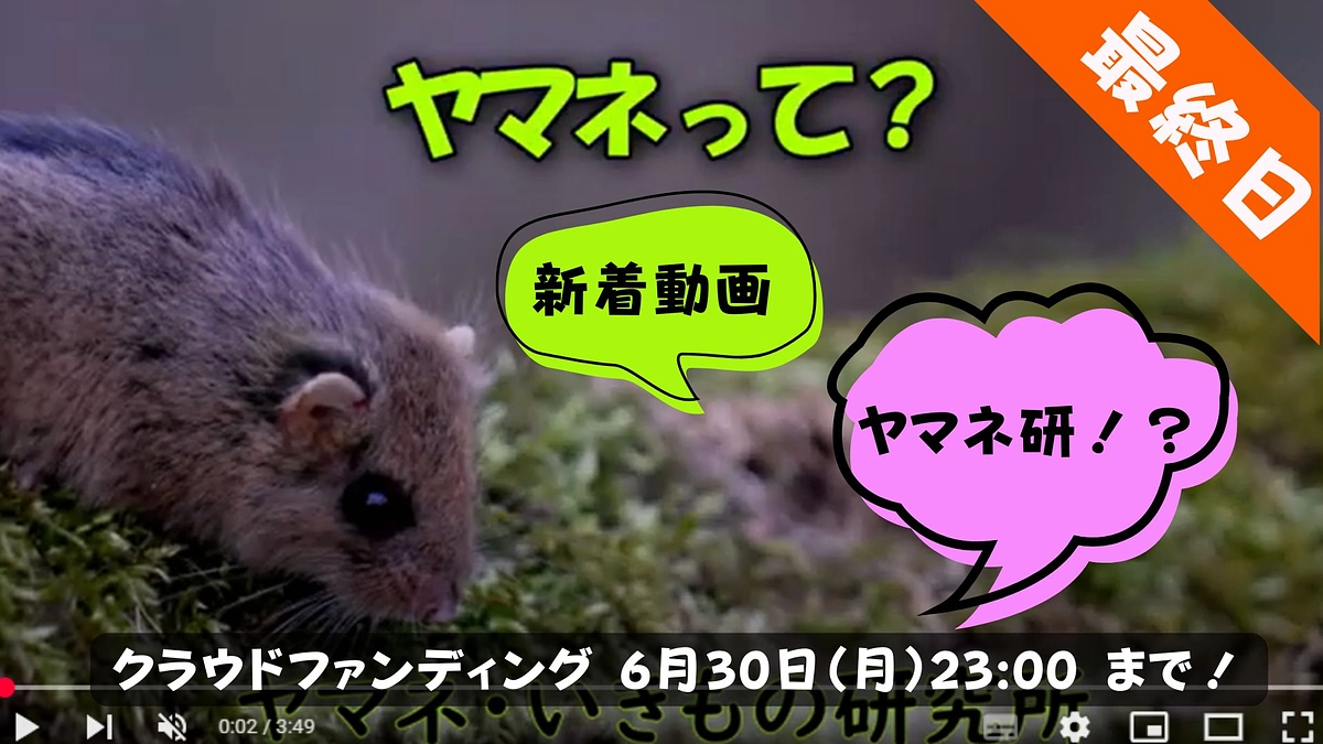 【新着動画】🎥🌟「ヤマネ研！？森の小さな秘密に迫る！」