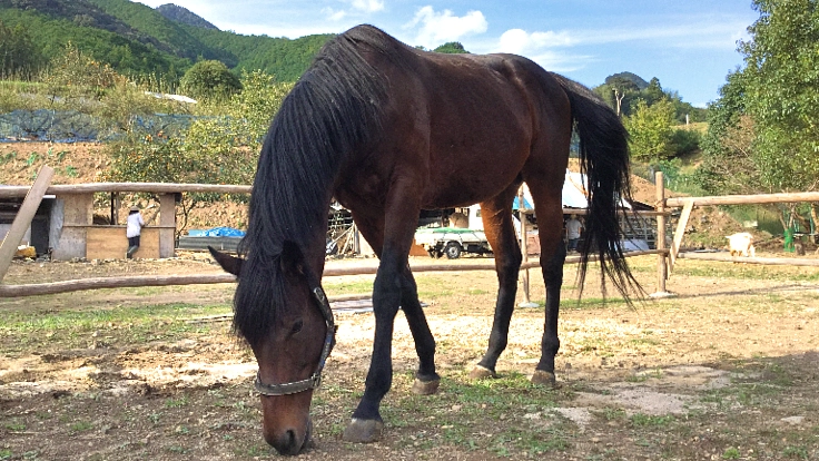 和歌山県田辺市に、引退馬が安心のセカンドライフが送れる場所を