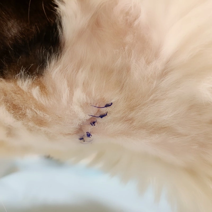 【あと5時間でプロジェクト終了です】ご支援者様400人突破に感謝です。「おかっぱ」ピカピカへの道✨