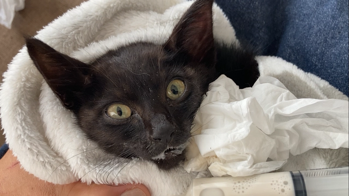 瀕死の子猫さんの今