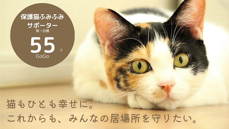 保護猫ふみふみサポーター募集！｜小さな命を守り抜くために