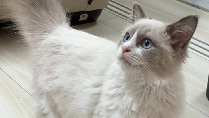 FIP治療 愛猫のルーチェ(生後7ヶ月)を救いたい