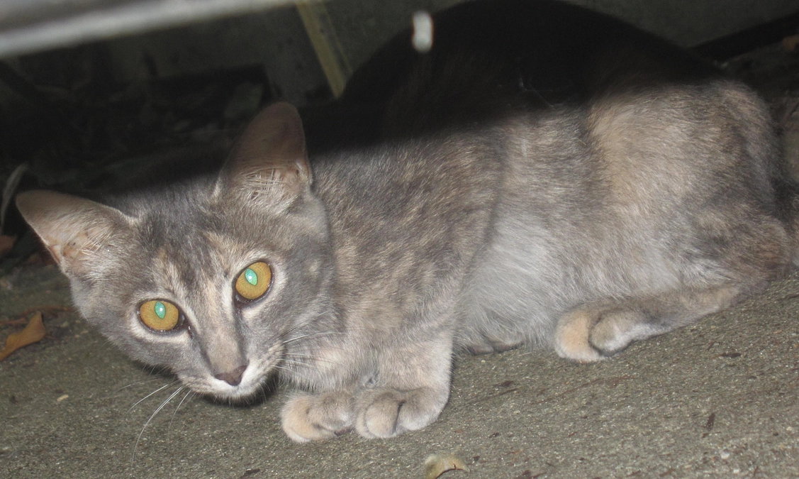 ご支援と拡散をいただきまして心からお礼申し上げます