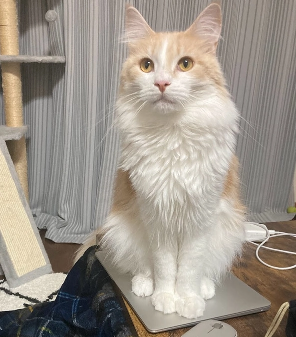 11/14ルイの様子