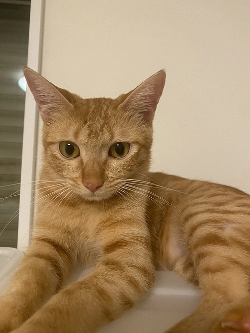 今日のモカ（投薬70日目）🐱⭐️