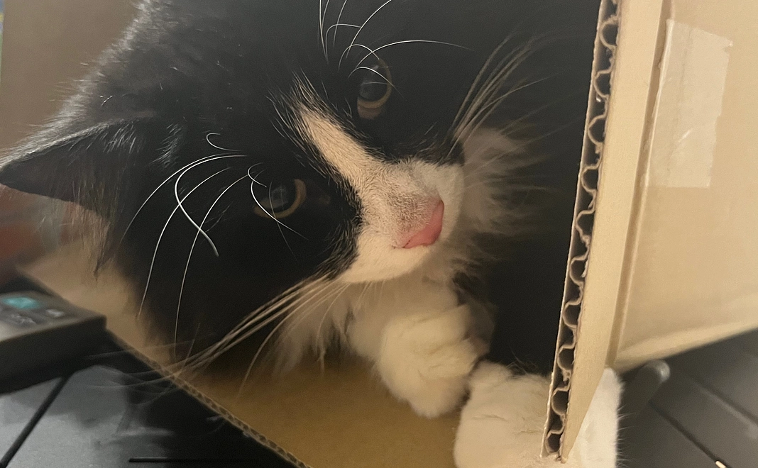 コロちゃん応援！(リターンなし1000)