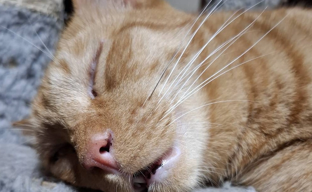 1000円お気持ち支援。