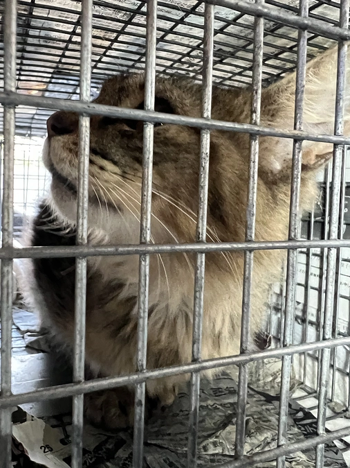 さらに2匹保護しました