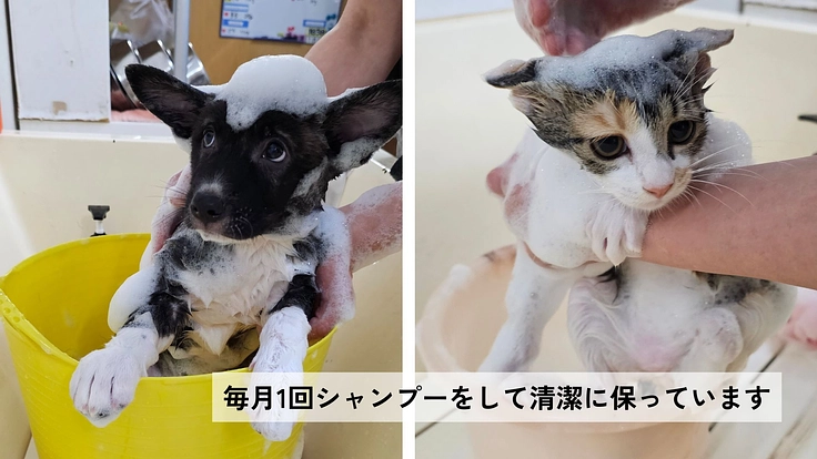 兵庫県で25年活動｜保護犬猫を救い幸せへつなぐ動物福祉団体に支援を 7枚目