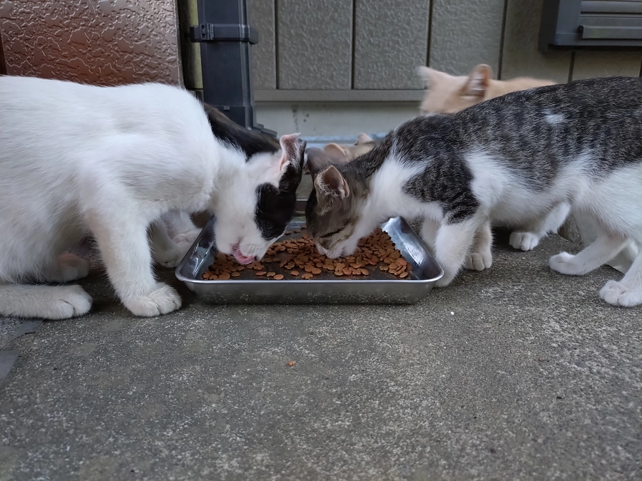 今日から公開。