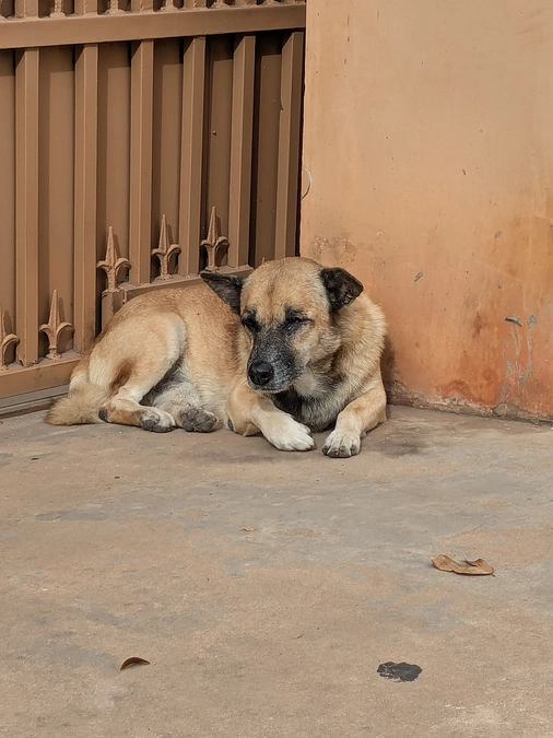 以前見かけた片眼に問題の犬を発見し、一日一回の投薬をすることになる