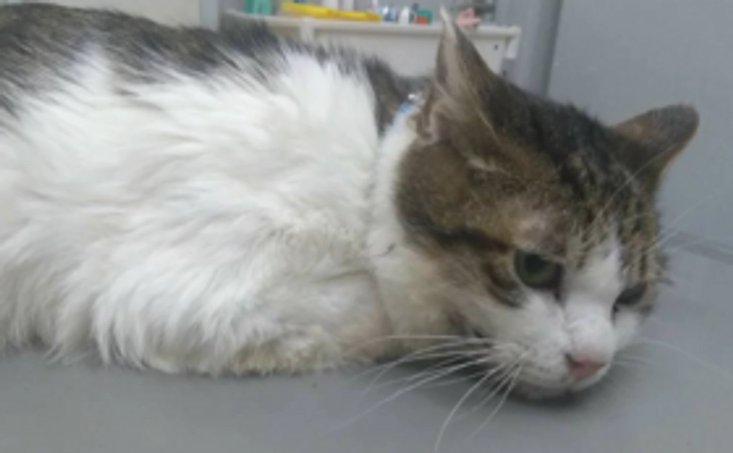 【5,000円】おりたてネコものおがたり応援コース