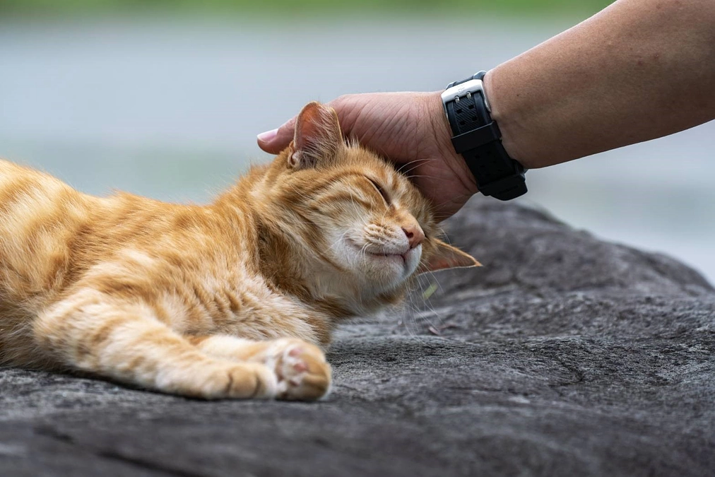 譲渡会のご報告と幸せいっぱいの正式譲渡。