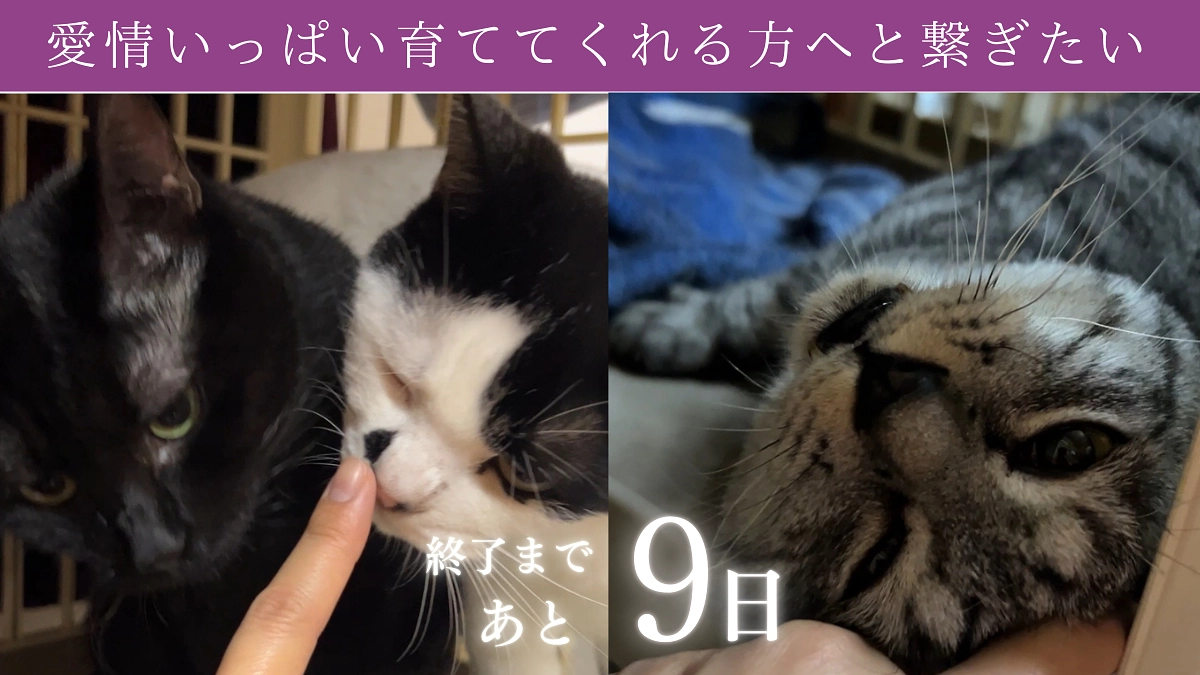 【残り9日！第一ステップまであと36万円！】新入り猫ちゃんの様子